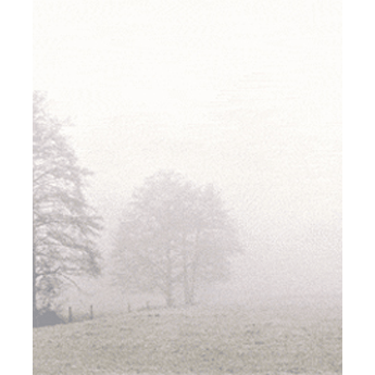 SE TB Bäume im Nebel - Bogen: 215 mm x 178 mm, edel-weiß, Motiv - Hülle: 120 mm x 189 mm, edel-weiß, mit Seidenfutter, Premium-Qualität